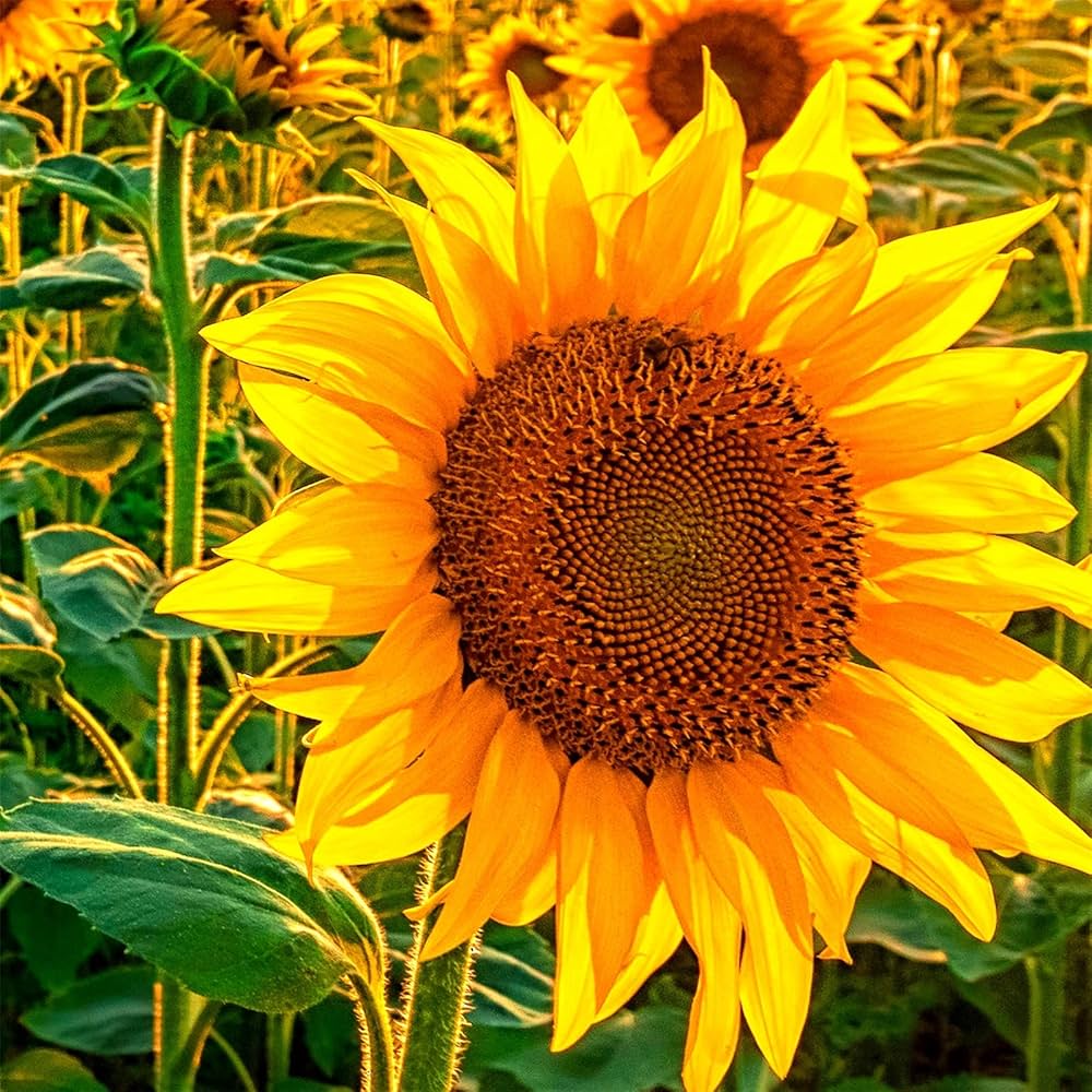 Wild sunflower Helianthus annuus grauer streifen seeds for planting in pollinator gardens or backyard borders - Dharaseeds
