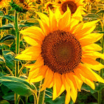 Wild sunflower Helianthus annuus grauer streifen seeds for planting in pollinator gardens or backyard borders - Dharaseeds