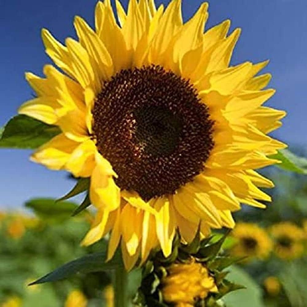Wild sunflower Helianthus annuus grauer streifen seeds for planting in pollinator gardens or backyard borders - Dharaseeds