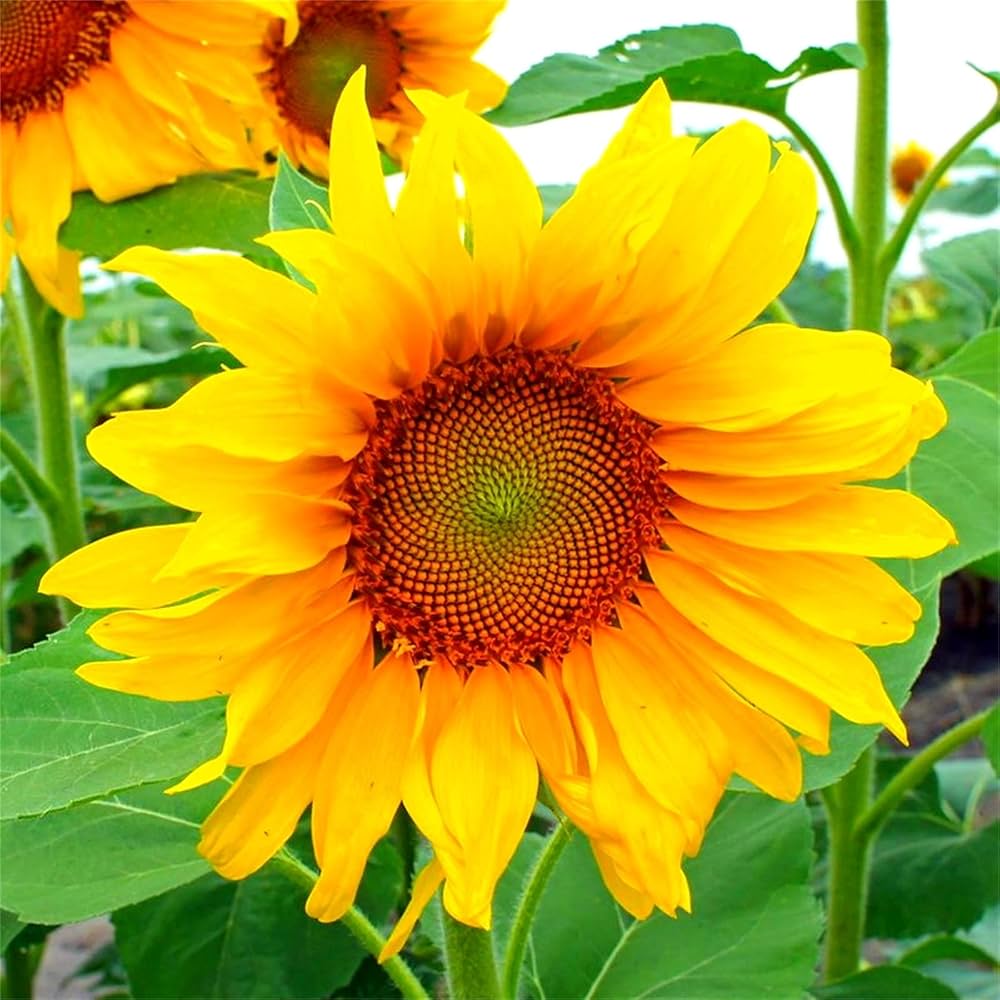 Wild sunflower Helianthus annuus grauer streifen seeds for planting in pollinator gardens or backyard borders - Dharaseeds