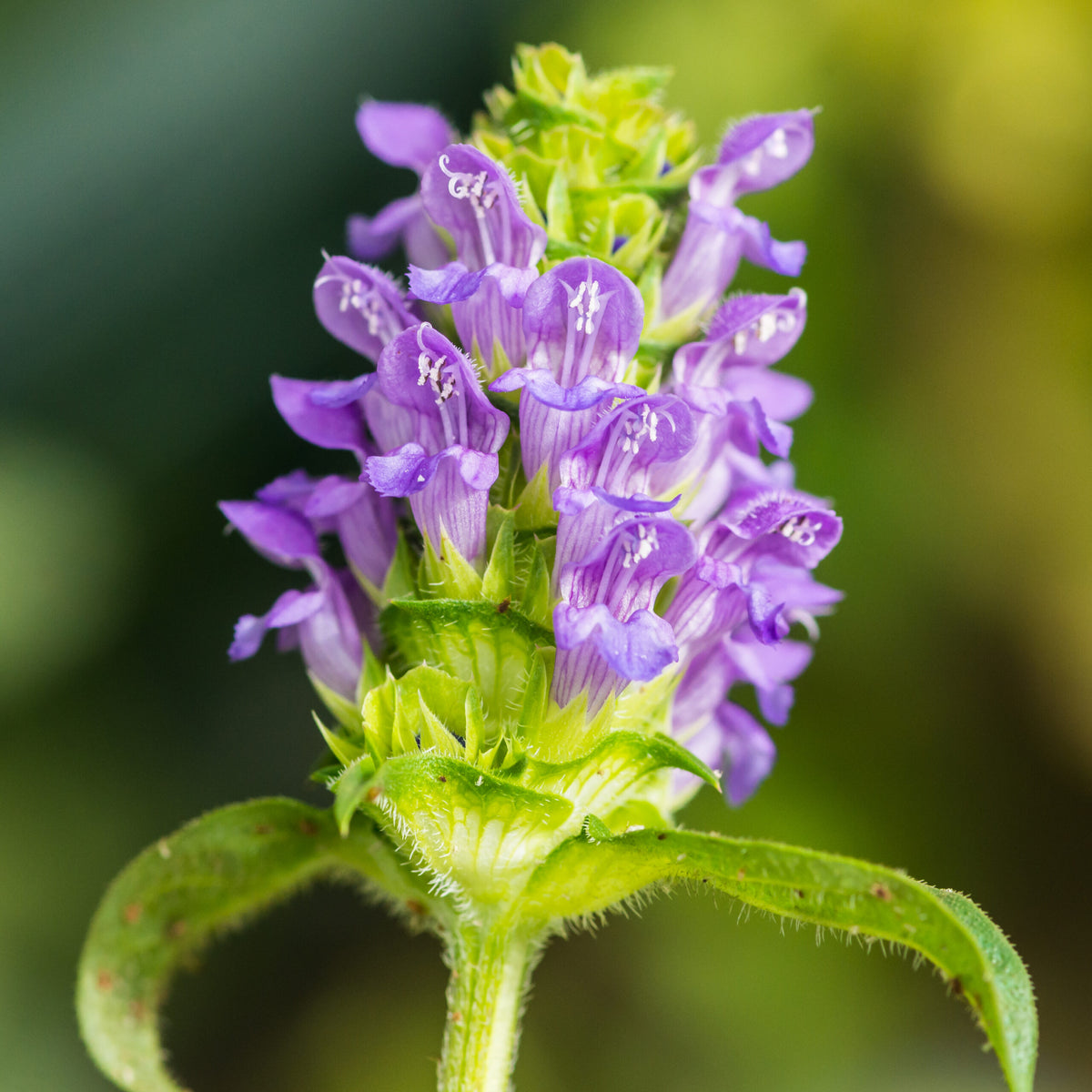 Wild plant ground cover seeds for outdoor garden beds