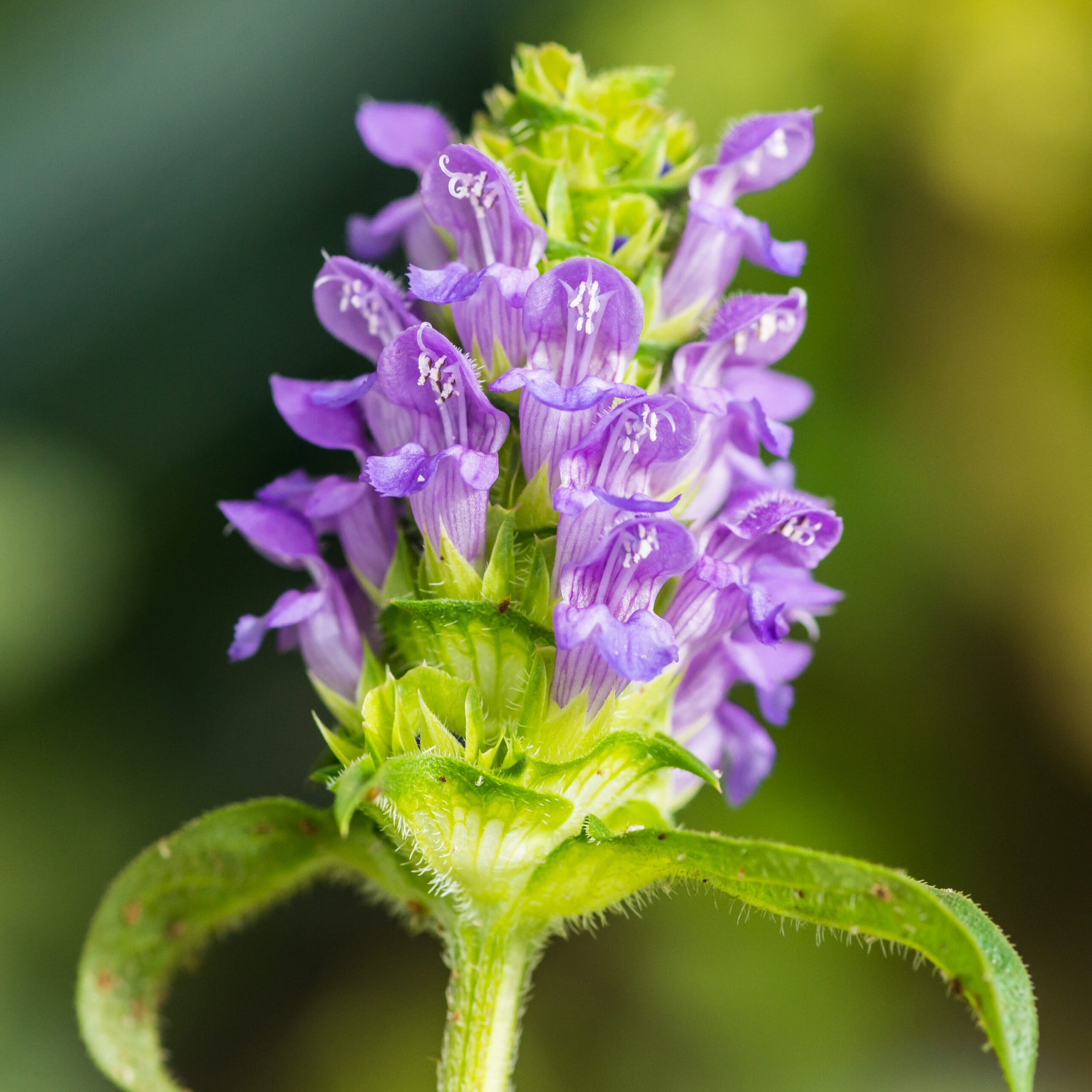 Wild plant ground cover seeds for outdoor garden beds