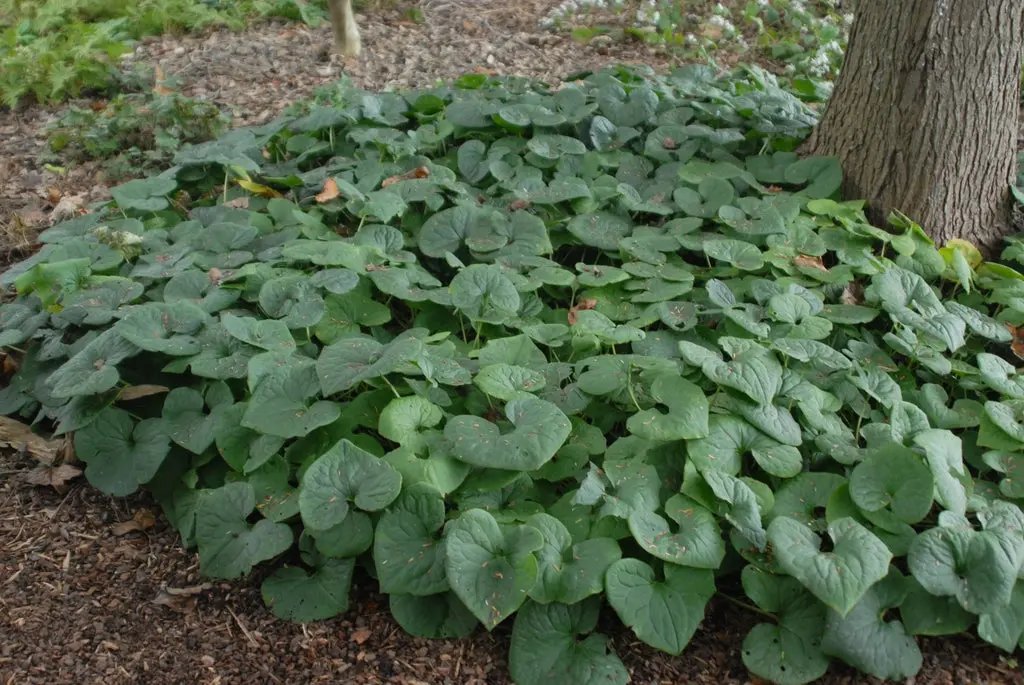 perennial-heirloom-non-gmo-wild-ginger-seeds

