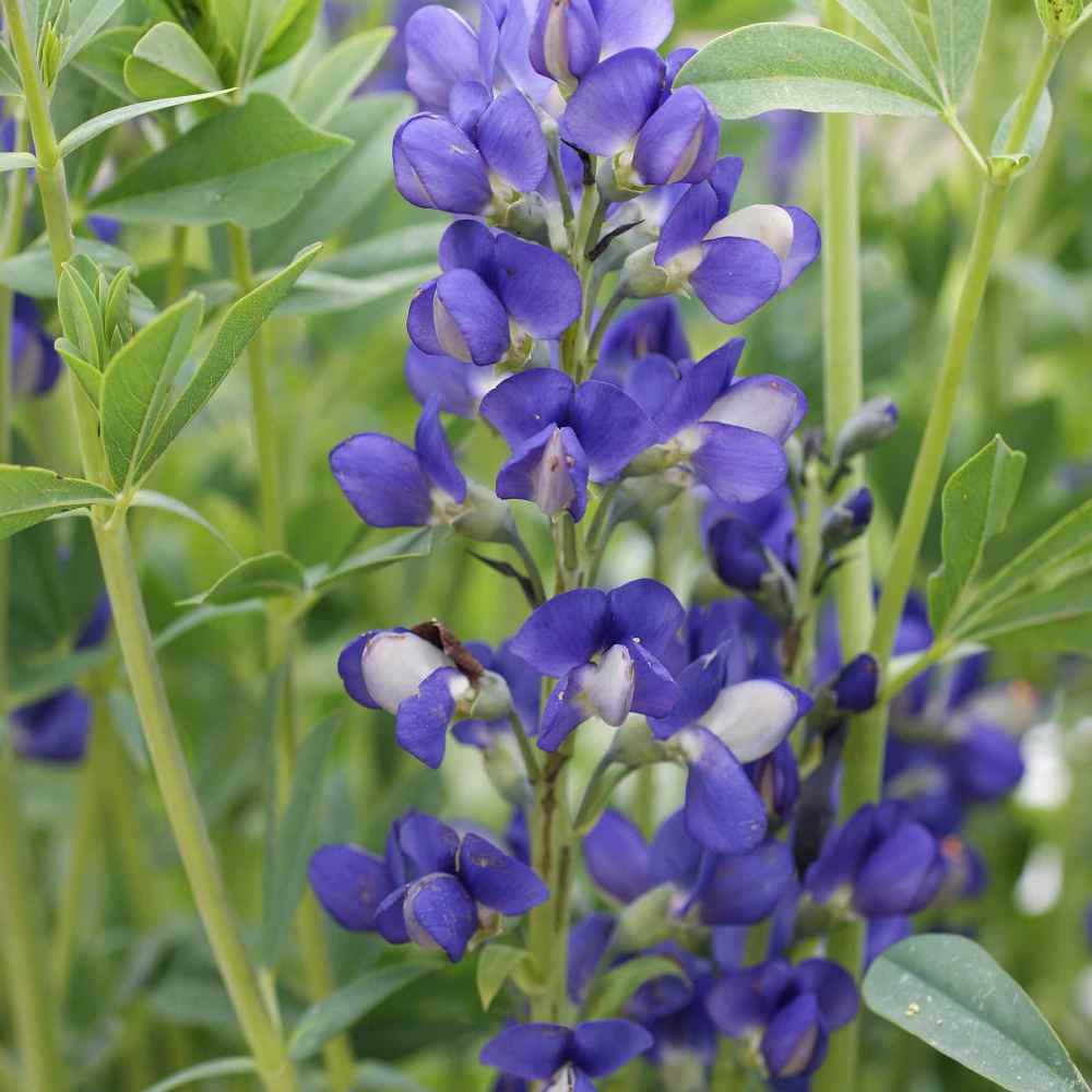 Blue False Indigo Hardy Perennial Flower Seeds