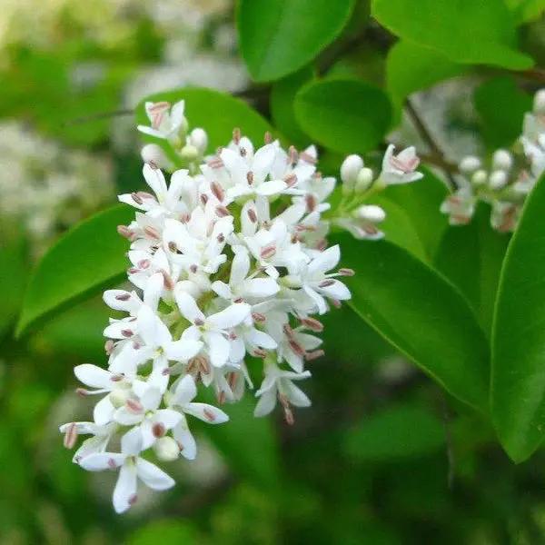 White Ligustrum Flower Seeds for Planting - NON GMO Seeds Dhara Seeds