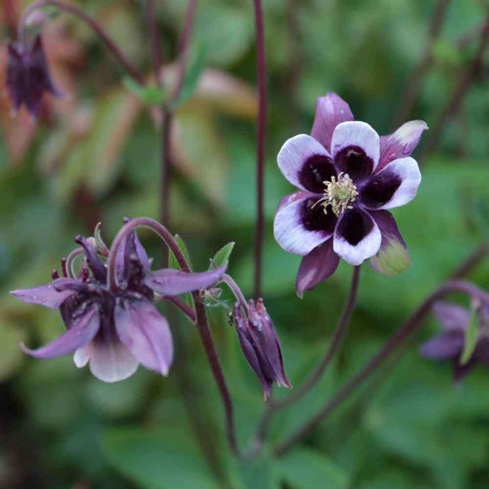 Columbine William Guinness Dark Petal Flower Seeds