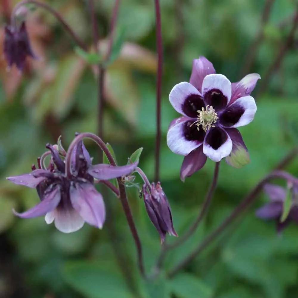 Purple White William Guiness Flower Seeds for Planting - NON GMO Seeds for planting in home garden