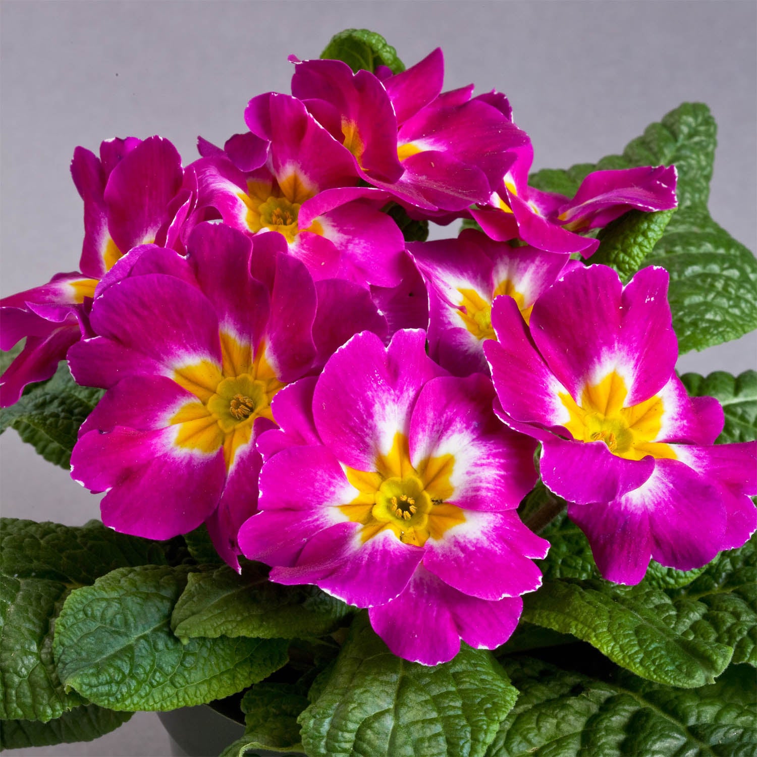 Common Primrose Wine Deep Red Bloom Flower Seeds