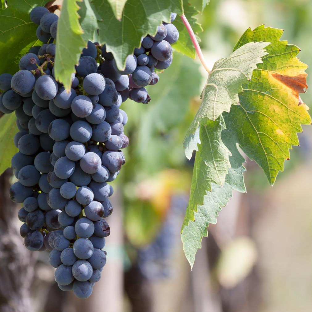 Usakhelauri Grape (Vitis vinifera) – A Rare Georgian Grape with Sweet, Aromatic Flavor