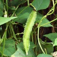 Winged Bean Vegetable Seeds for Planting - 100 Pcs pcs - Dharaseeds