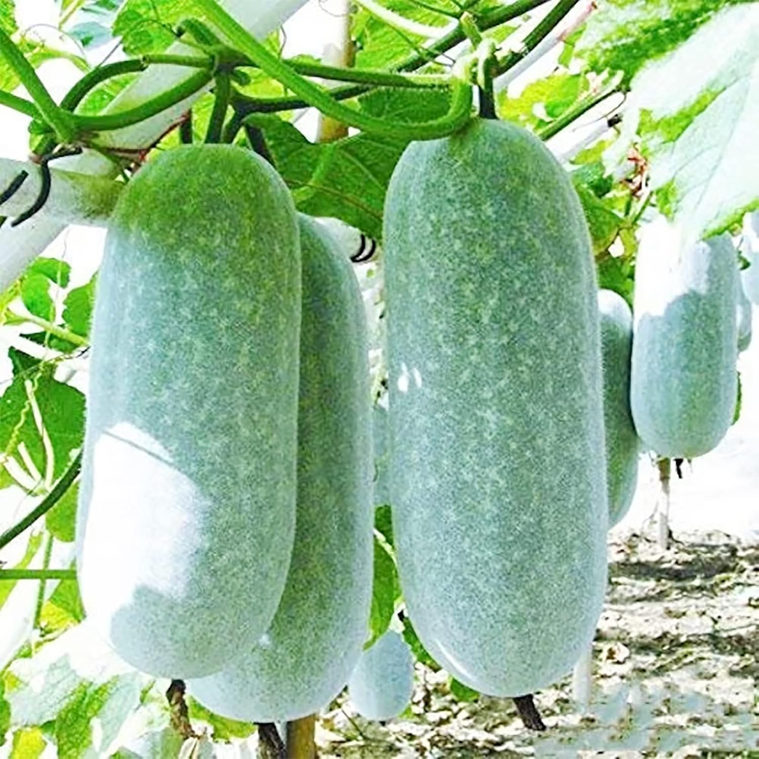 Winter melon gardening seeds suitable for home planting