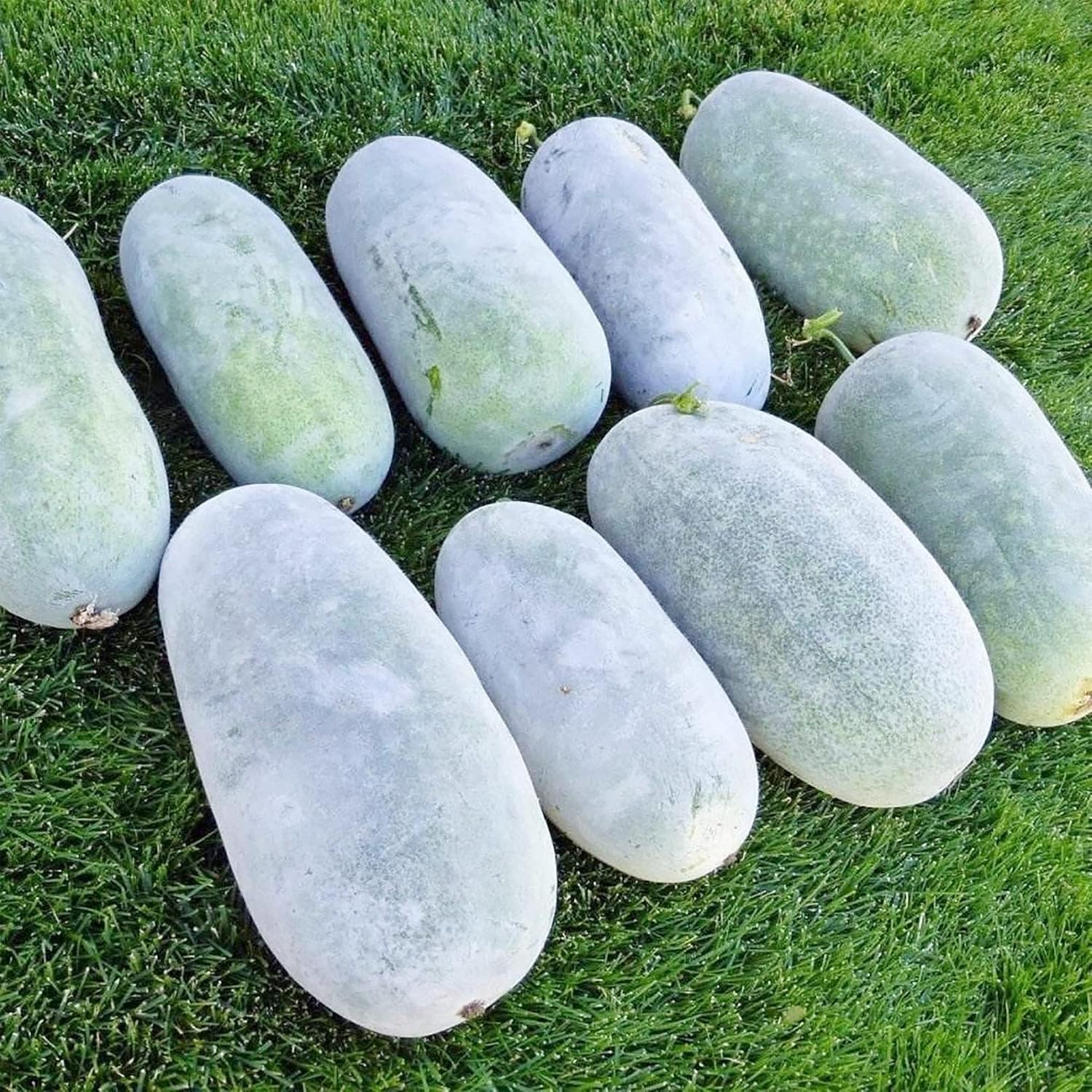 Winter melon seeds ideal for planting in fields and home gardens