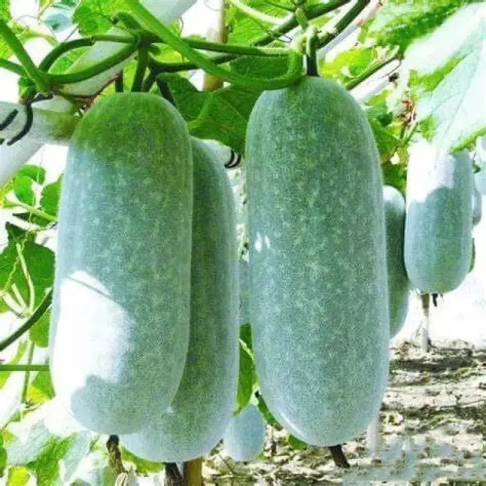 Winter Melon Seeds for Planting