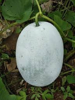 Winter Melon Vegetable Seeds for Planting, 100 Pcs pcs - Dharaseeds