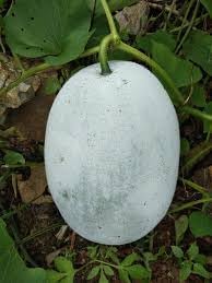 Winter Melon Vegetable Seeds for Planting, 100 Pcs pcs - Dharaseeds