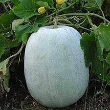 Winter Melon Vegetable Seeds for Planting, 100 Pcs pcs - Dharaseeds