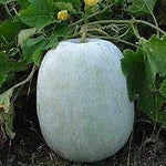 Winter Melon Vegetable Seeds for Planting, 100 Pcs pcs - Dharaseeds