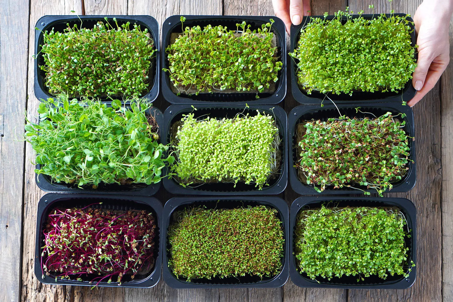 Basil Seed Mix for Growing Flavorful Herb Gardens and Microgreens – Fresh Herb for Your Garden