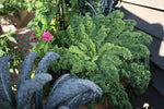 winterbor kale seeds hardy cold tolerant leafy greens
