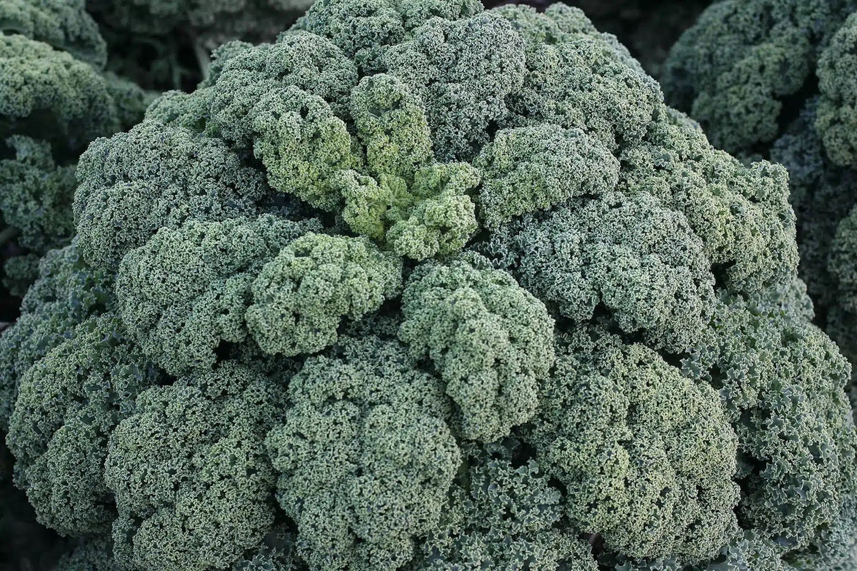 non gmo winterbor kale seeds for cool season vegetable gardening