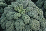 non gmo winterbor kale seeds for cool season vegetable gardening