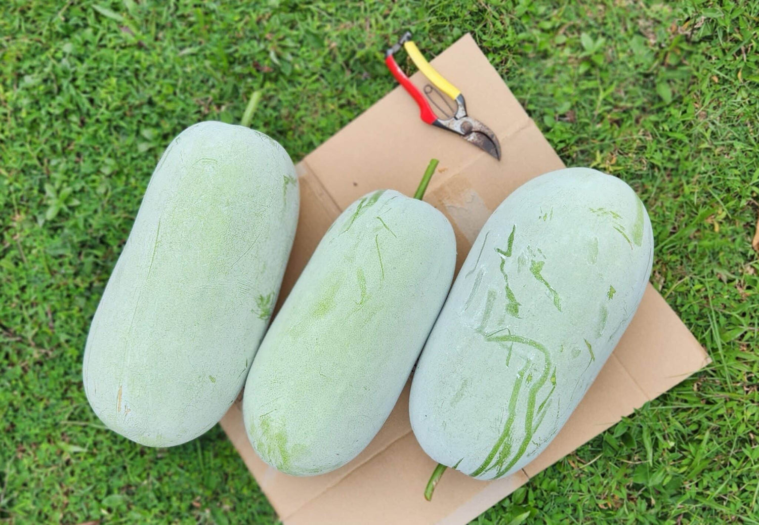 Giant White Skin Winter Melon Seeds