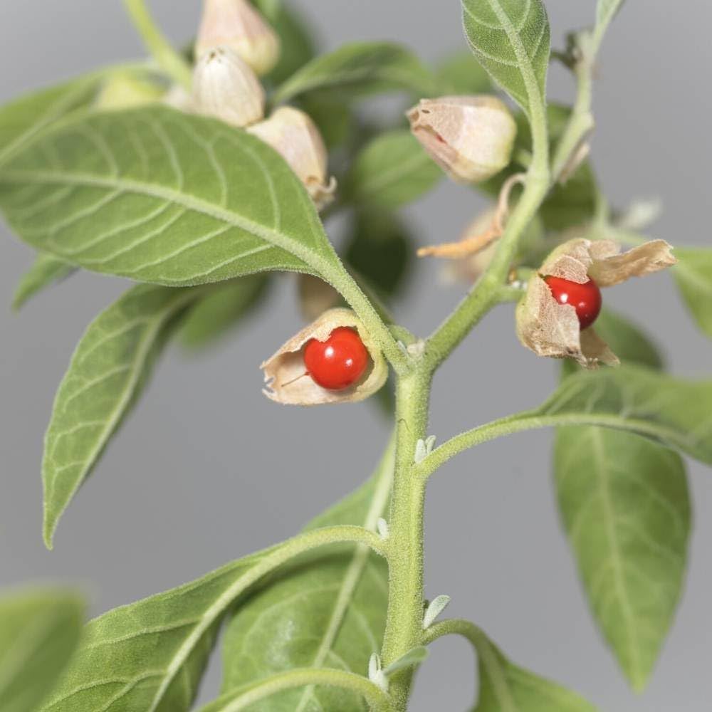 Non-GMO Withania somnifera seeds for growing Ashwagandha plants