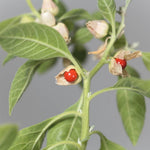 Non-GMO Withania somnifera seeds for growing Ashwagandha plants