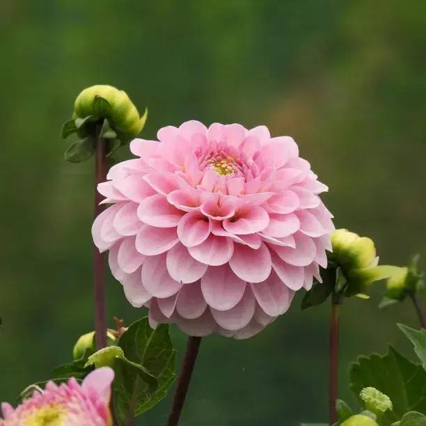 high-germination-non-gmo-pink-pompon-dahlia-seeds

