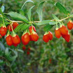 Non-GMO wolfberry seeds with planting guide