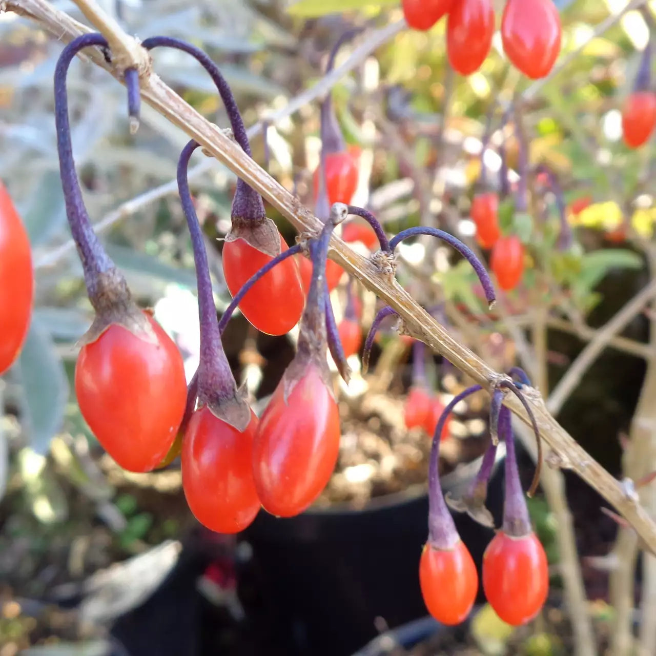 Wolfberry seedlings growing from Lycium Barbarum seeds