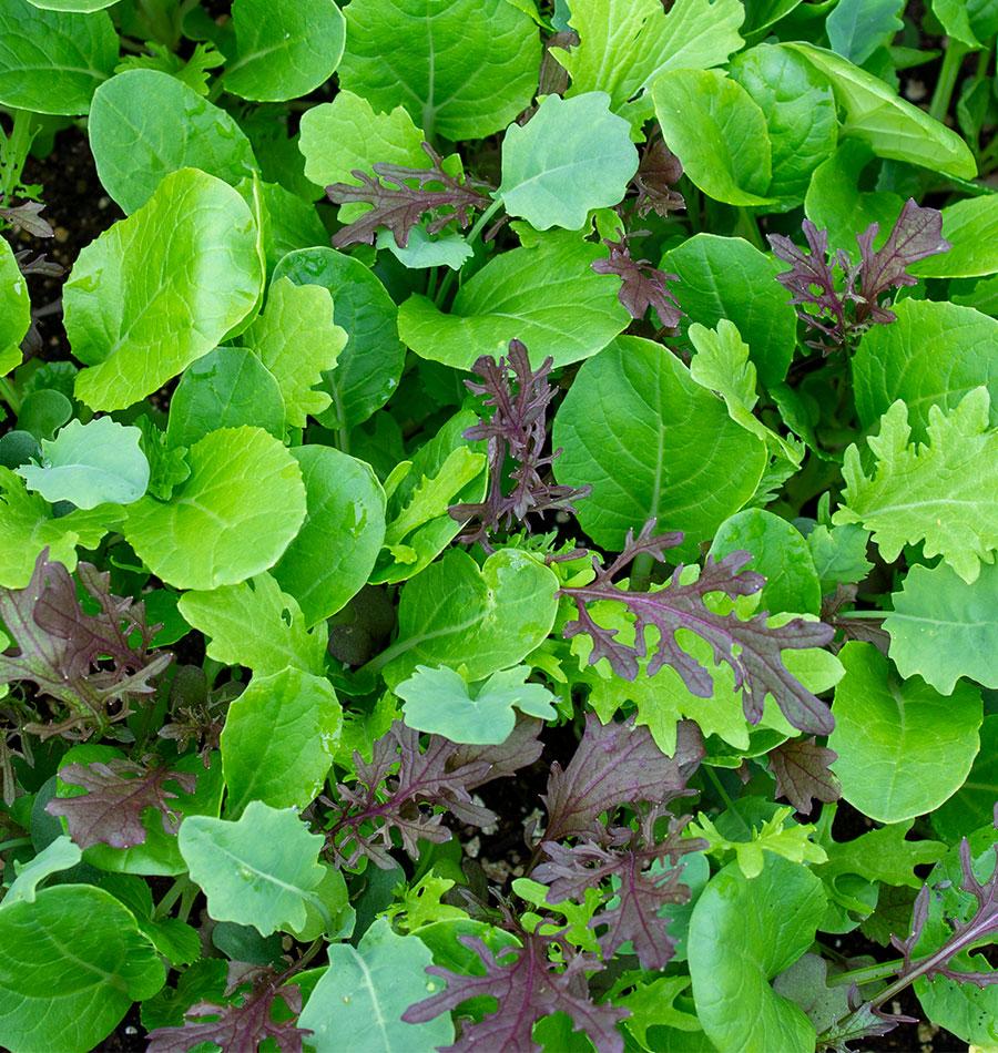 Wonder Wok Salad Mix seeds for gardening fresh salad greens