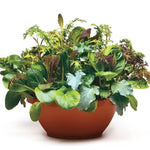 Wonder Wok Salad Mix seeds heirloom non GMO high germination greens