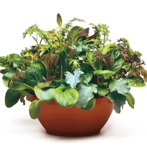 Wonder Wok Salad Mix seeds heirloom non GMO high germination greens