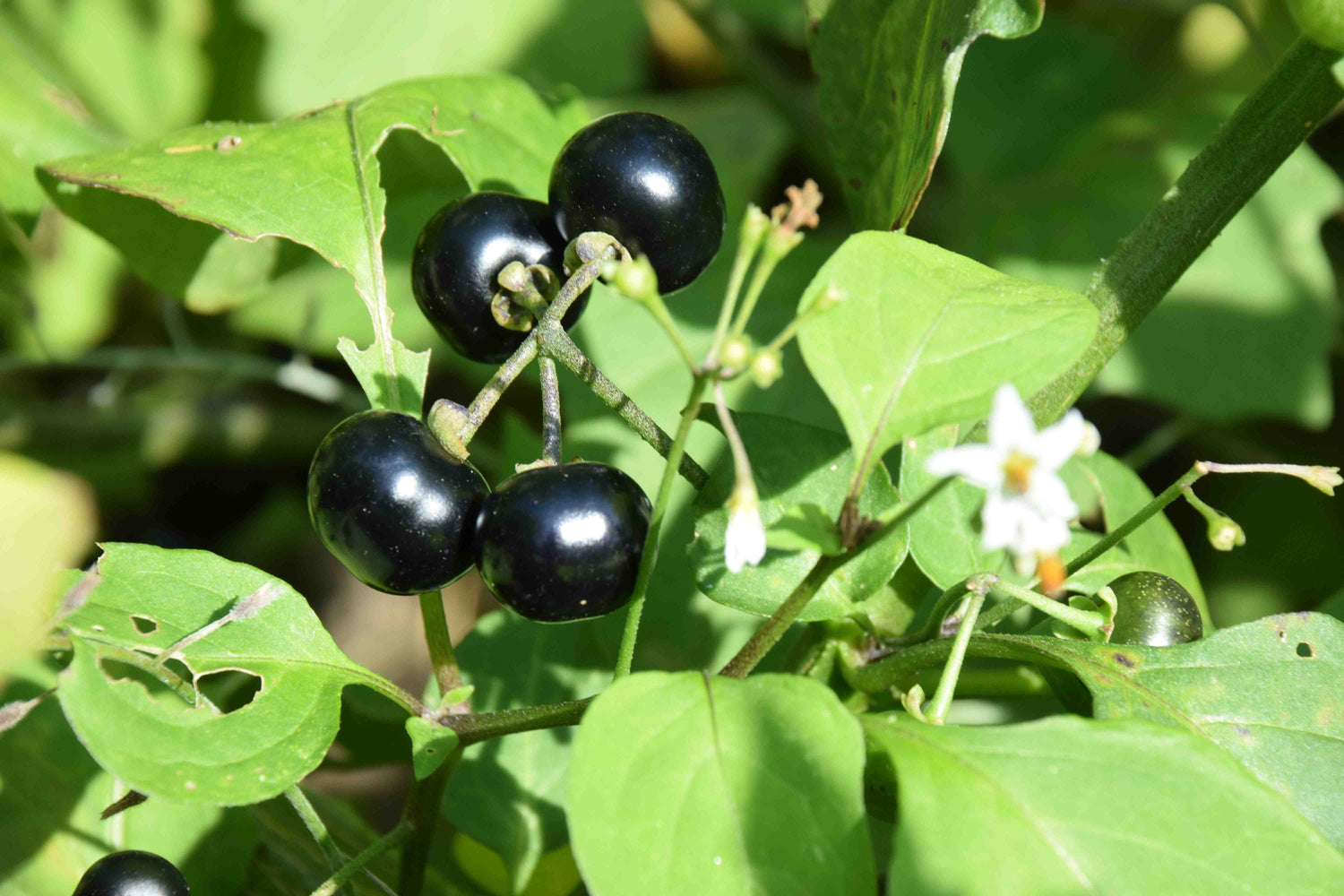 HUCKLEBERRY SEEDS, WONDERBERRY