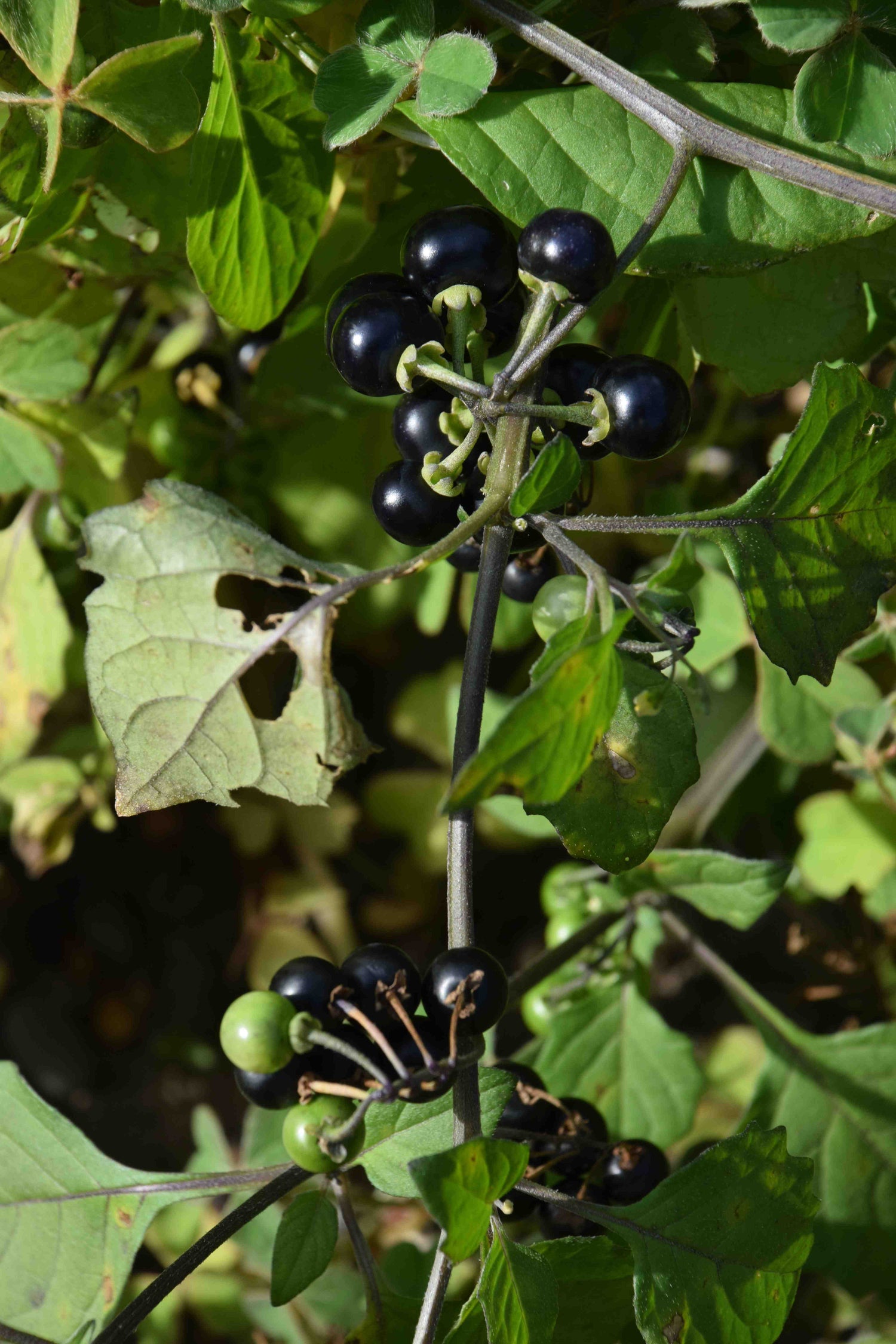 HUCKLEBERRY SEEDS, WONDERBERRY