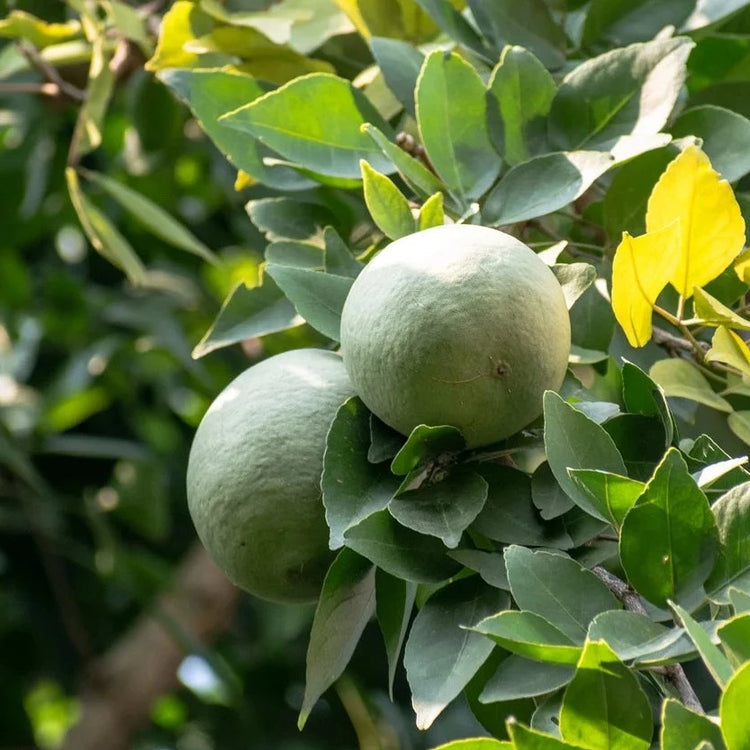 Bael Fruit Seeds (Aegle marmelos)