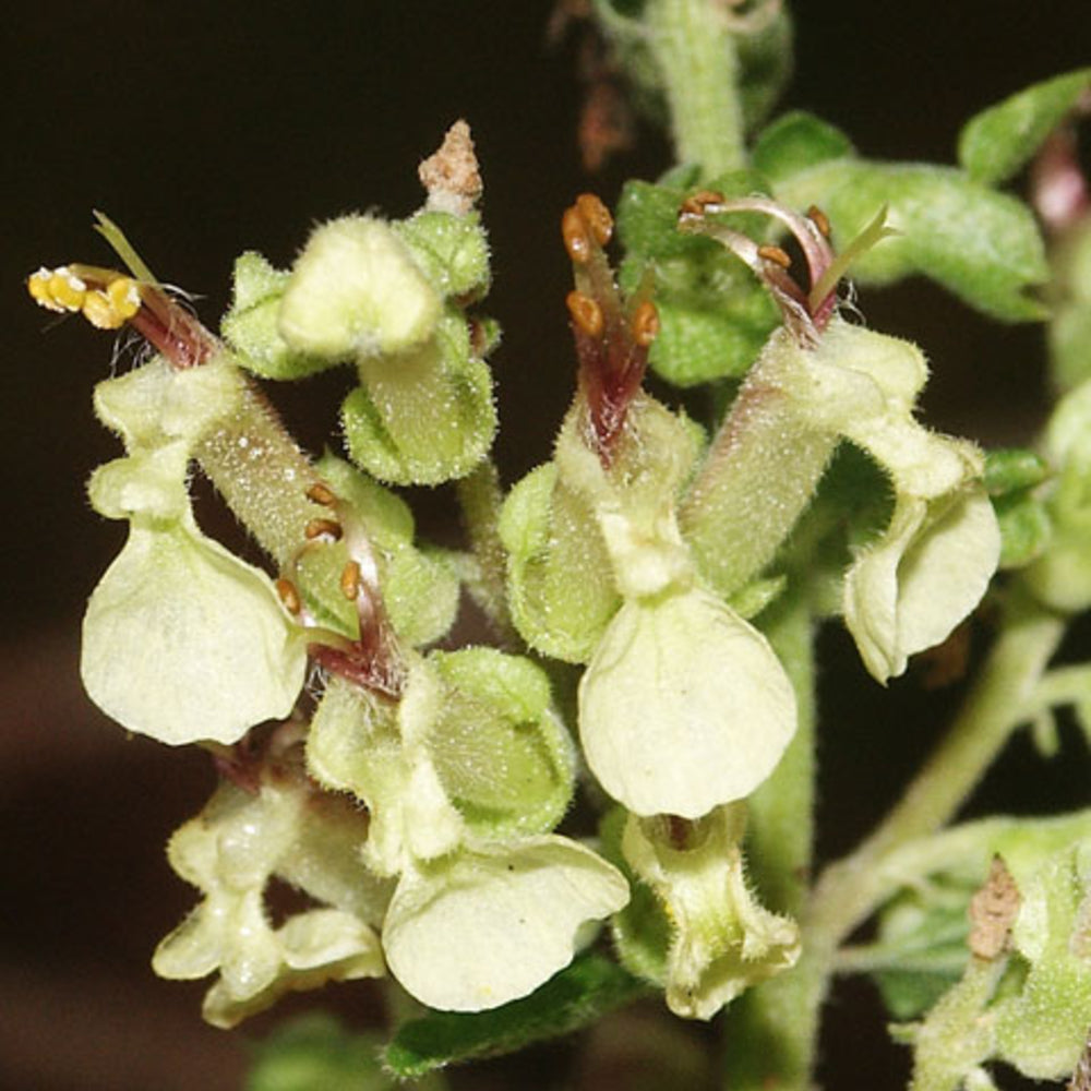 Sage Teucrium Scorodonia Flower Seeds for Planting ,Heirloom Seeds