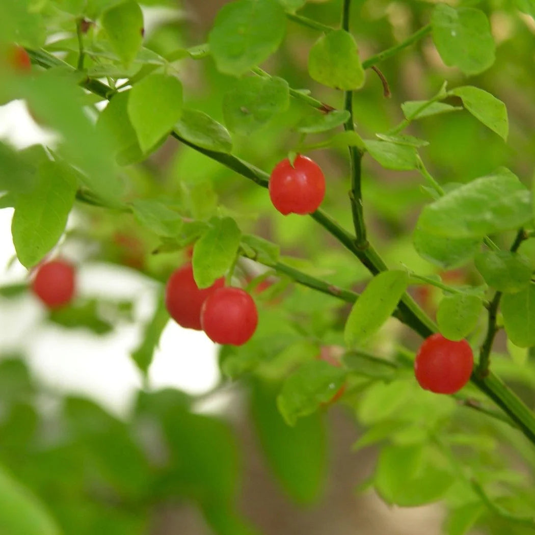 Shade loving red huckleberry seeds for woodland garden areas