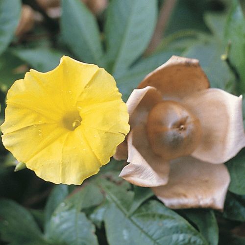 Merremia Tuberosa Woodrose Vine Open Pollinated heirloom non-gmo garden seeds
