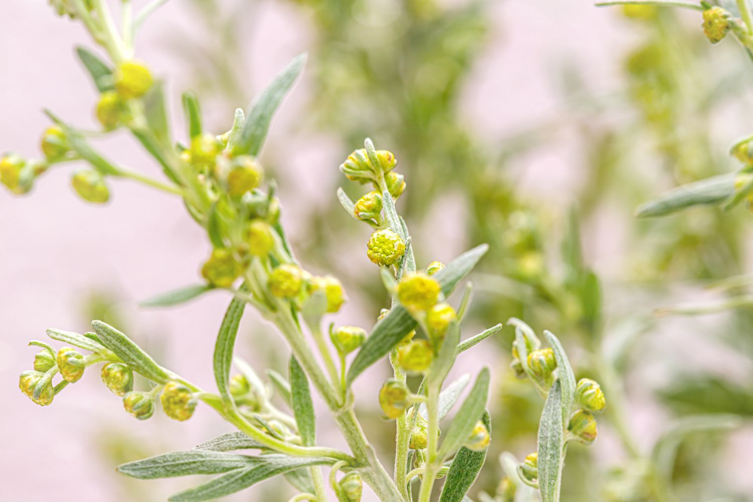 Absinthe Wormwood Seeds