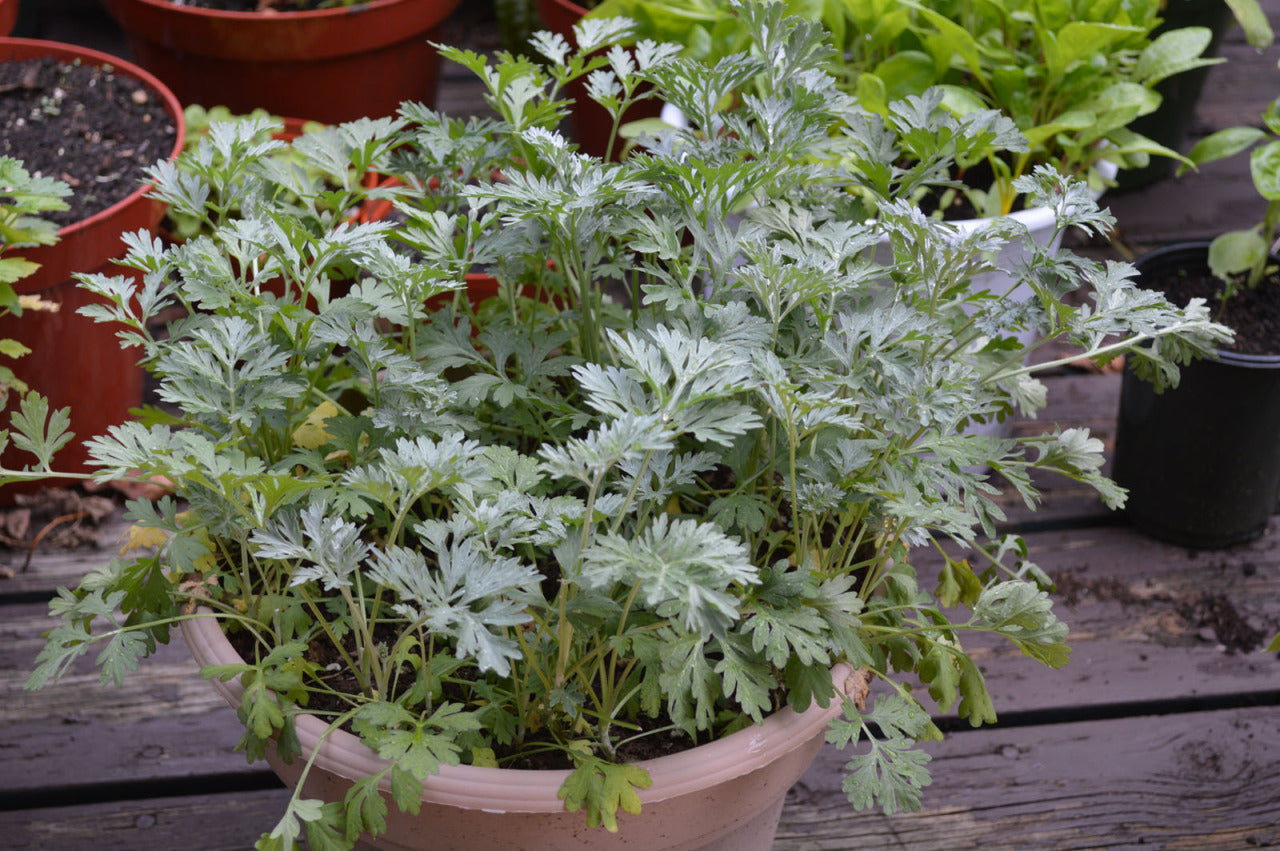 Absinthe Wormwood Seeds for Planting,Aromatic Gardens – Fresh Herb for Your Garden