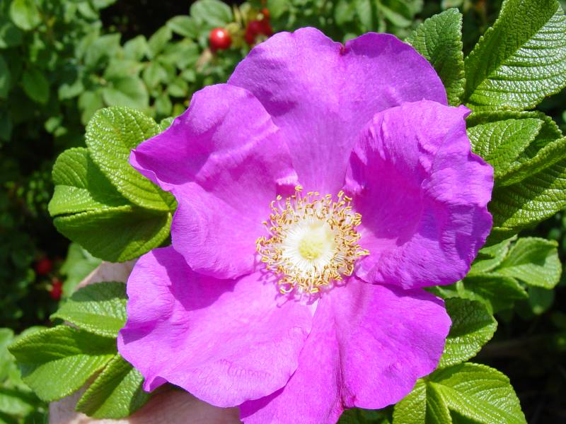 Rose Rosa Hybrida Holland Luminous Flower Seeds for Planting