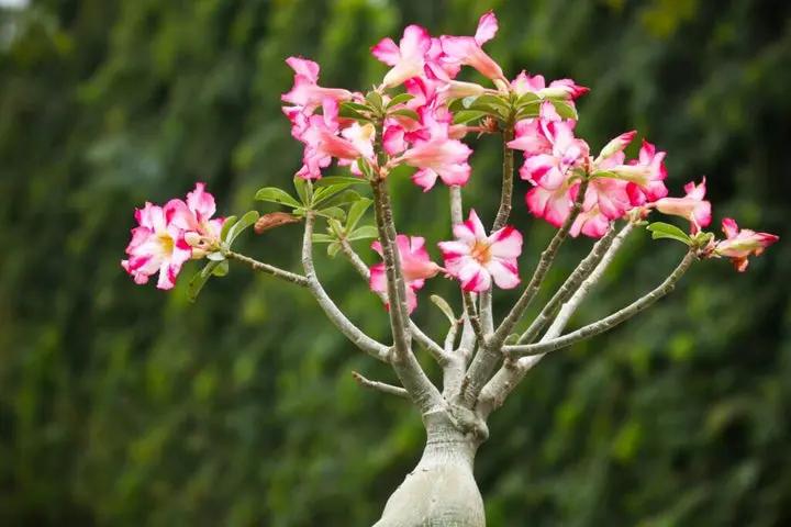 Wüstenrose Flower Seeds for Planting - NON GMO Seeds Dhara Seeds