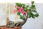 Wüstenrose Flower Seeds for Planting - NON GMO Seeds Dhara Seeds