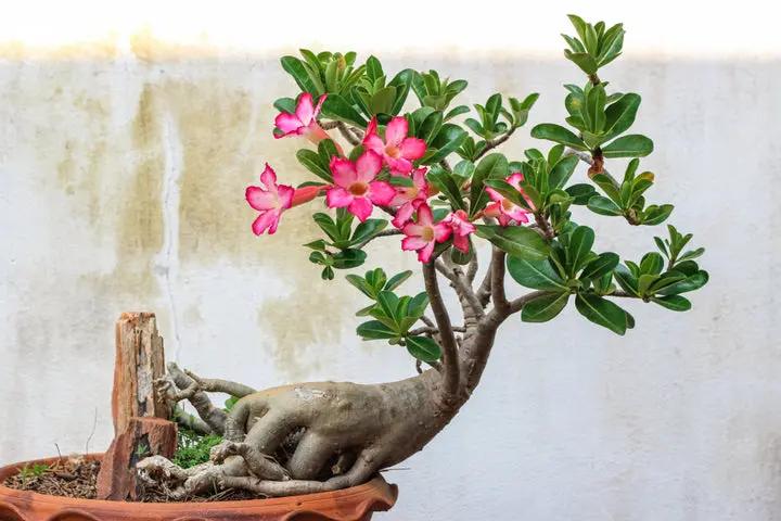 Wüstenrose Flower Seeds for Planting - NON GMO Seeds Dhara Seeds