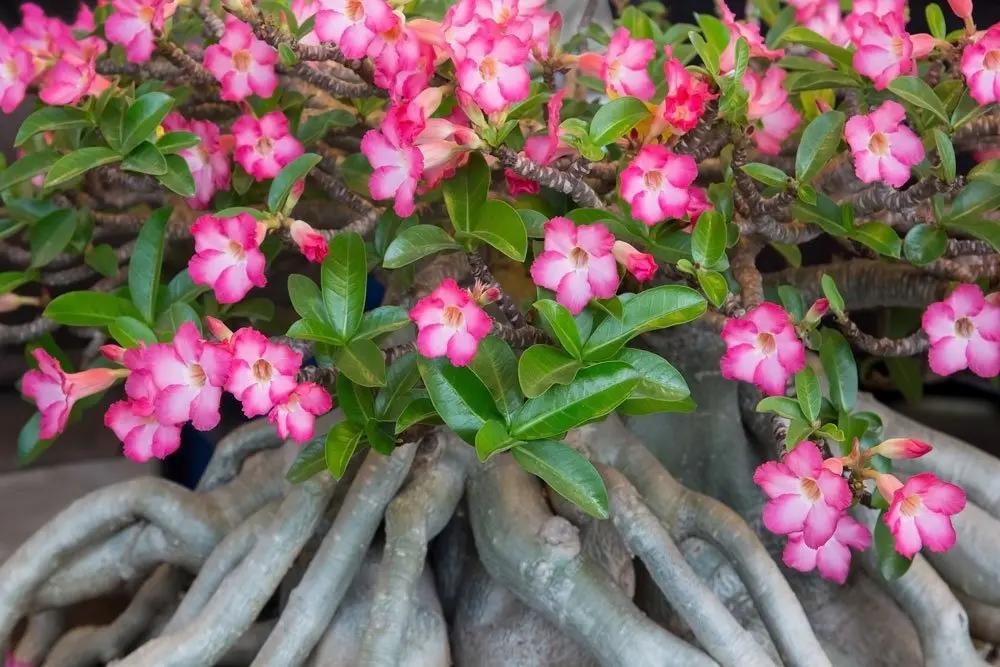 Wüstenrose Flower Seeds for Planting - NON GMO Seeds for planting in home garden