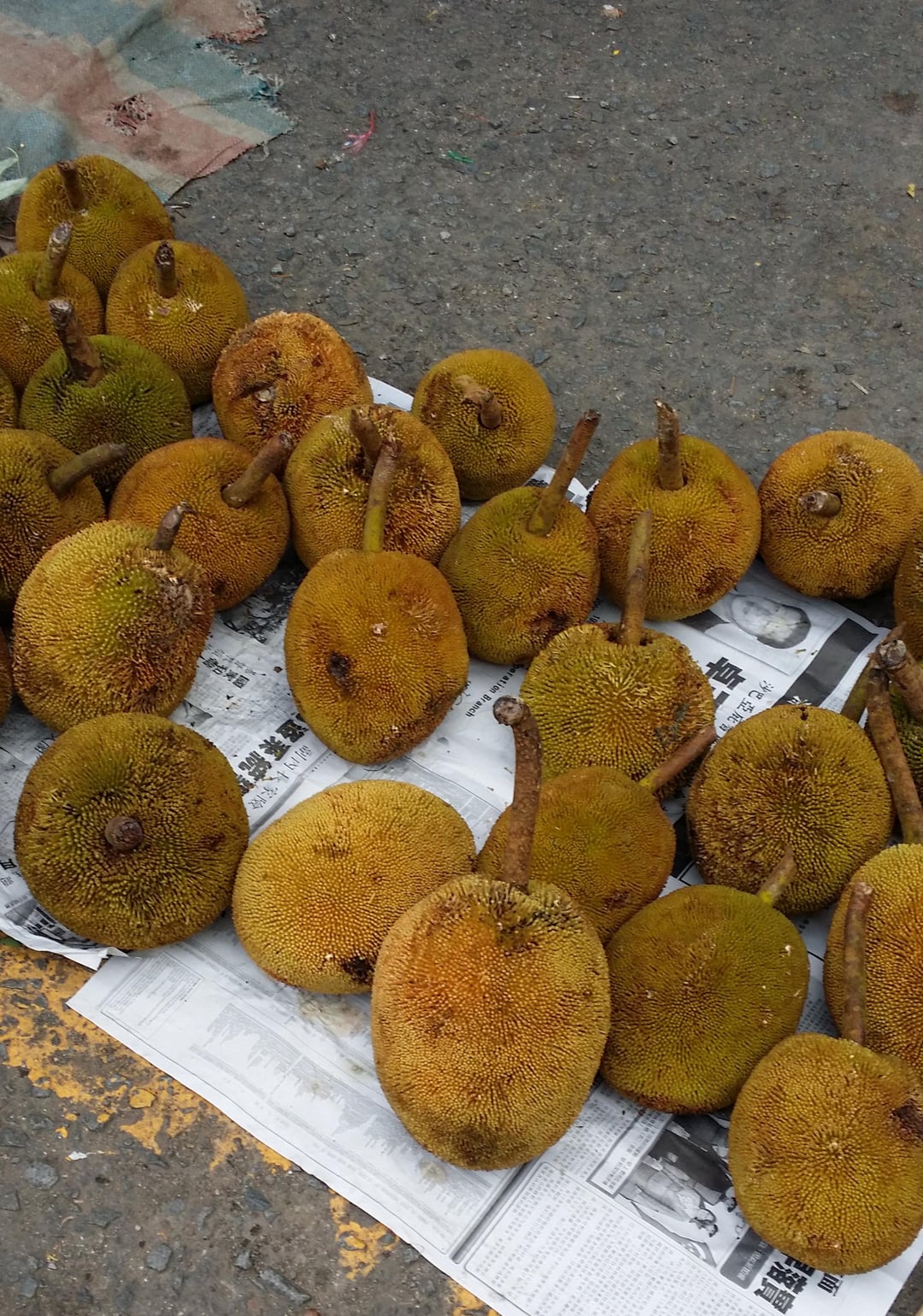 Tarap – Exotic Fruit with a Sweet and Tangy Flavor