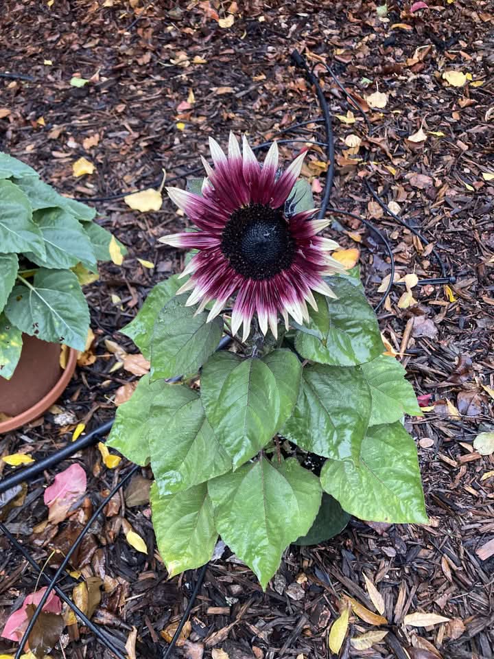 Cherry Rose Sunflower Seeds for Planting – Heirloom, Non-GMO Seeds for Vibrant Gardens