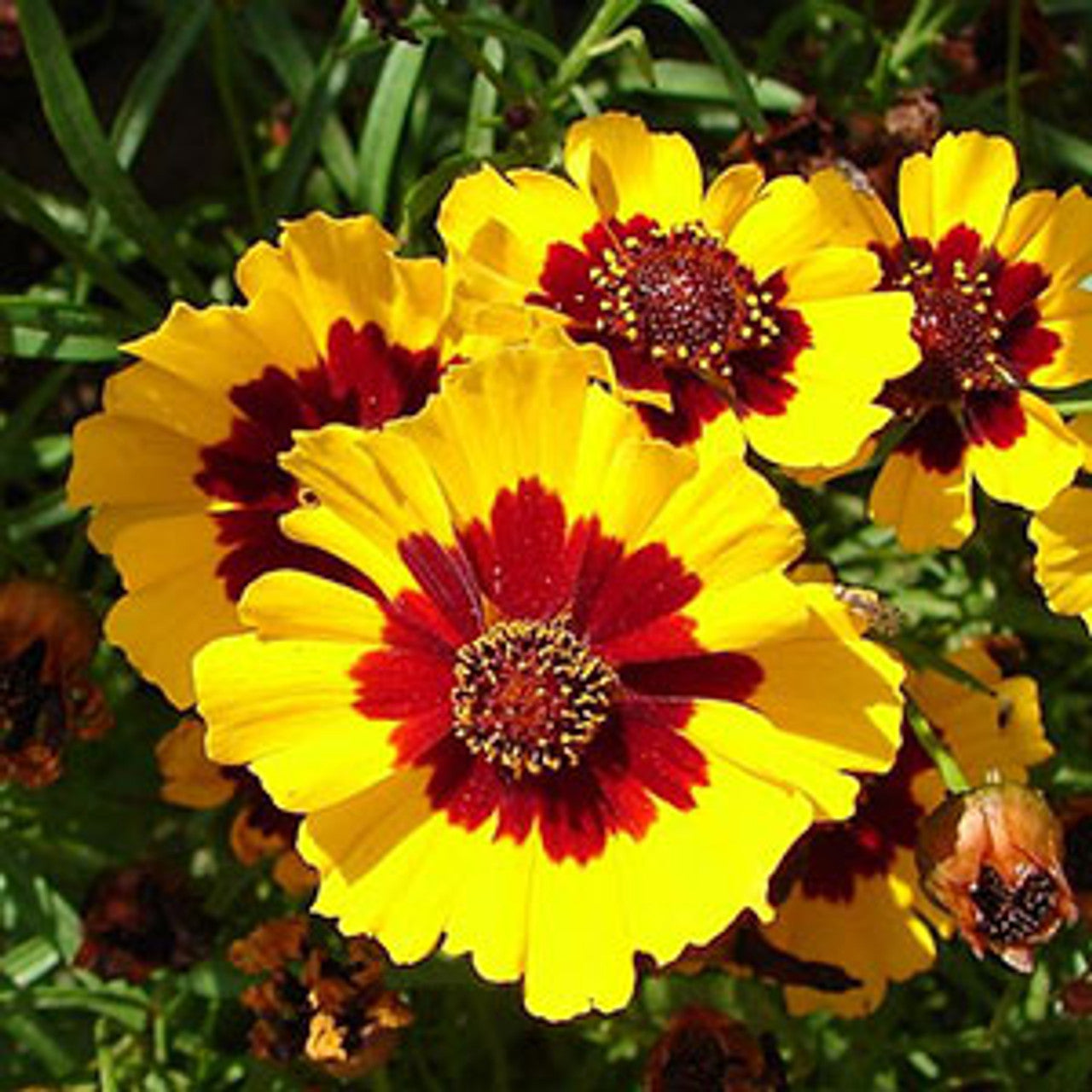 Plains Coreopsis